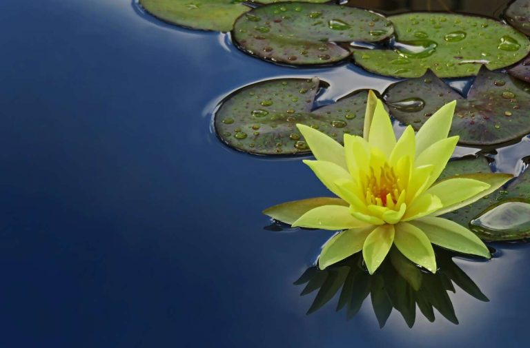 A lotus on the pond by David Clode